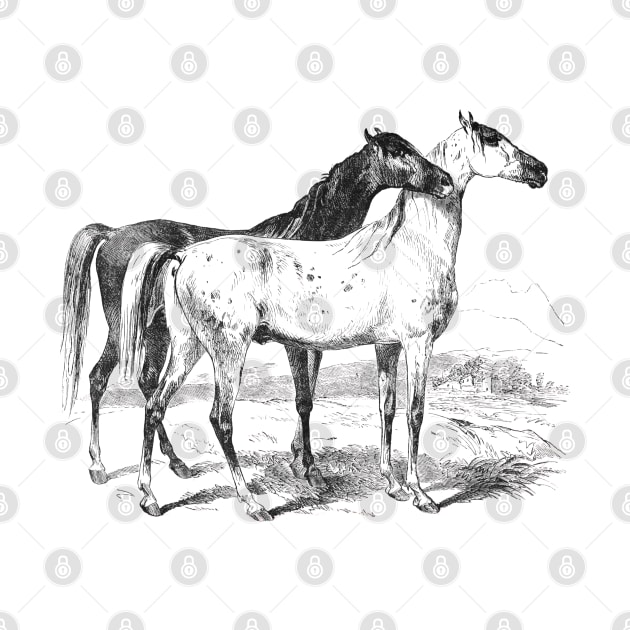 Horses Black & White Illustration by Biophilia