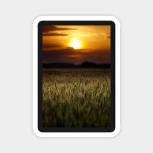 Wheat field at sunset, sun in the frame Magnet