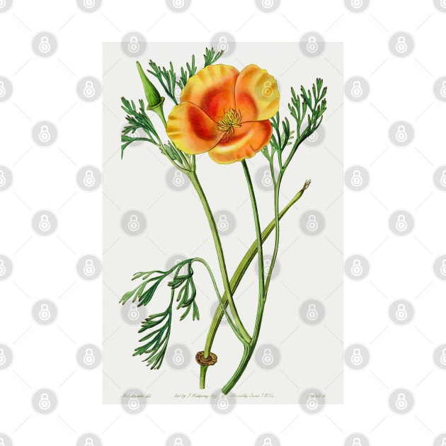 California poppy - Botanical Illustration by chimakingthings