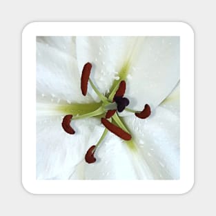 Stamen of a lily Magnet