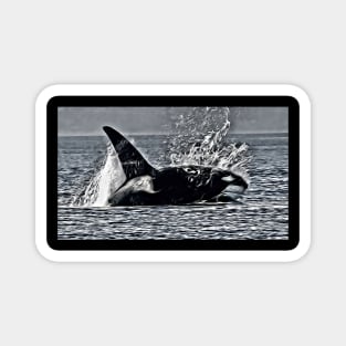 Killer Whale Magnet