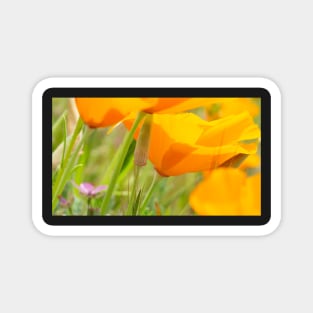 California Poppies in the Wind Magnet