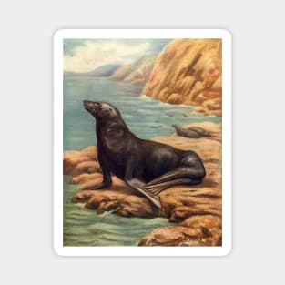 California Sea Lion Magnet