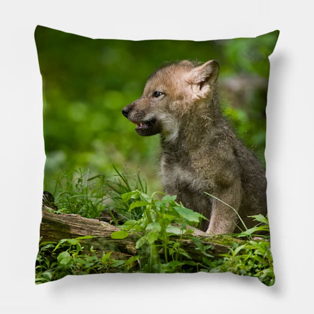 Timber Wolf Pup Pillow by jaydee1400