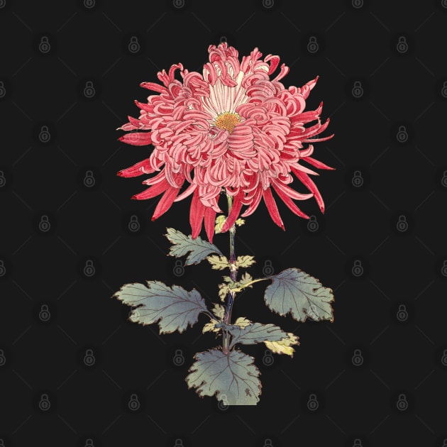 Pink Chrysanthemum 3 - Hasegawa - Traditional Japanese style - Botanical Illustration by chimakingthings