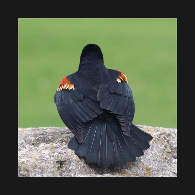 An Elegant Red-Winged Blackbird by Judy Geller