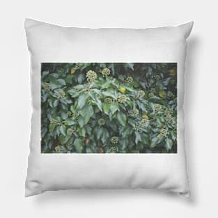 Ivy Seeds Pillow