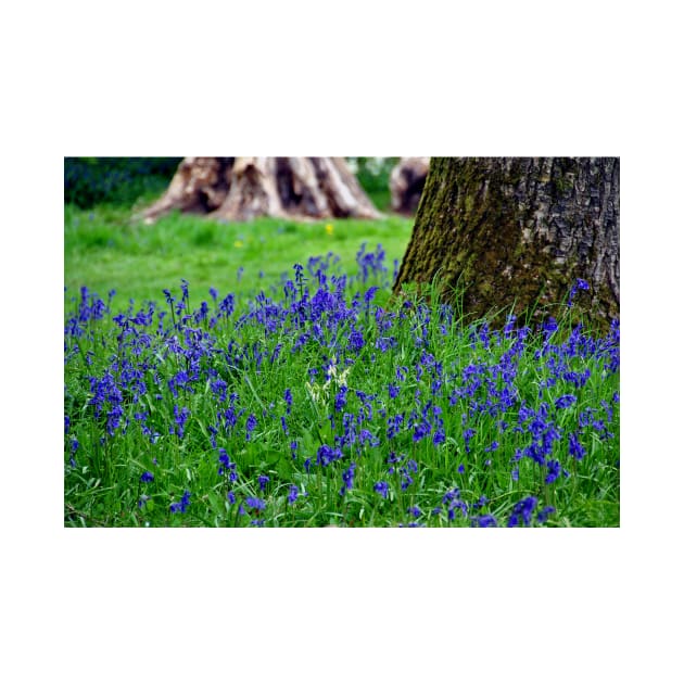 Bluebell Woods Bluebells Basildon Park Reading Berkshire by AndyEvansPhotos