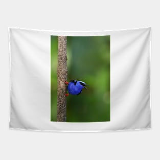 Red-legged Honeycreeper - Costa Rica Tapestry