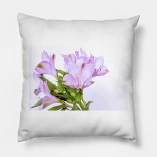 Fresh purple Alstroemeria flowers isolated on white background Pillow