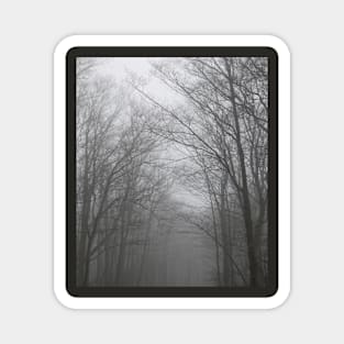 Moody and Misty Forest Magnet