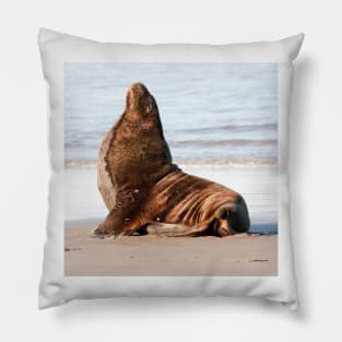 New Zealand Sea Lion 1 Pillow