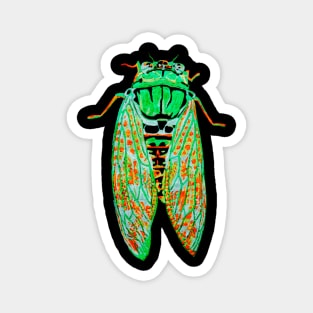 Cicada at Night Magnet