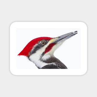 Pileated Woodpecker Magnet