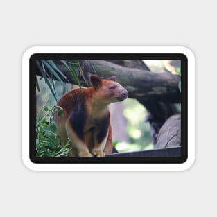 Goodfellow's Tree Kangaroo Magnet