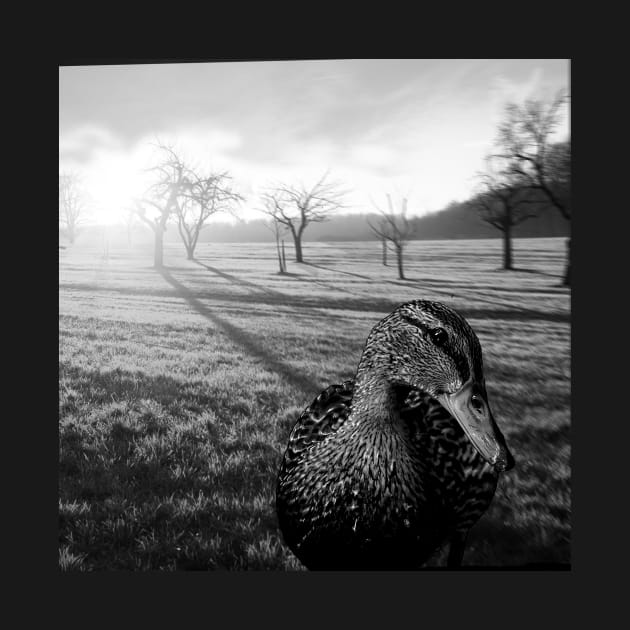 black and white duck, and country landscape by KG