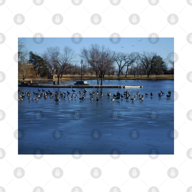 Canadian Geese  Resting on Blue Ice by ROBERTDBROZEK