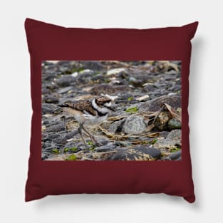 Baby Killdeer Chick Pillow