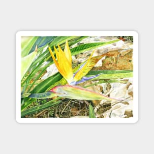 Bird of Paradise flower Magnet