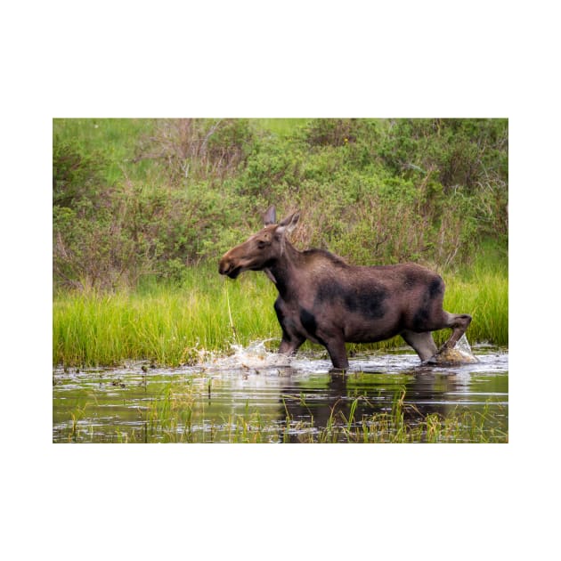 Young Moose running in the water by algill