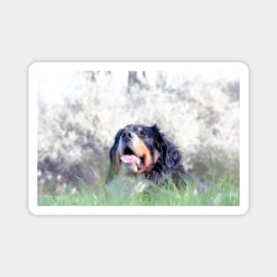 Bernese Mountain Dogs Magnet