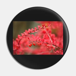 Close-up of red barberry in autumn Pin