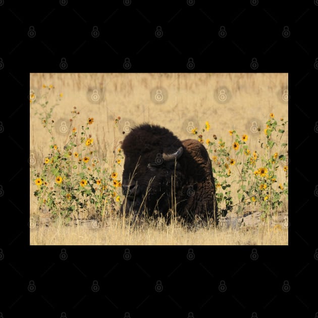 Buffalo at Antelope Island Great Salt Lake Utah by ROBERTDBROZEK