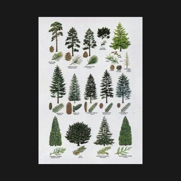 coniferous botanical poster by PSYCH90