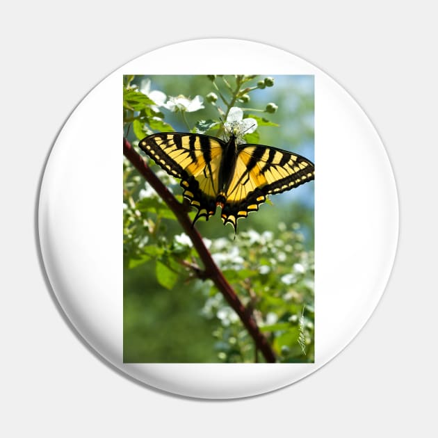 Tiger Swallowtail Butterfly Pin by srwdesign