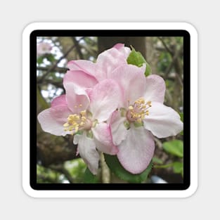 Apple Blossom Magnet