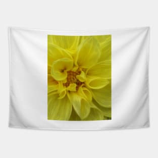 dahlia in full bloom and glowing bright yellow flower head in closeup Tapestry