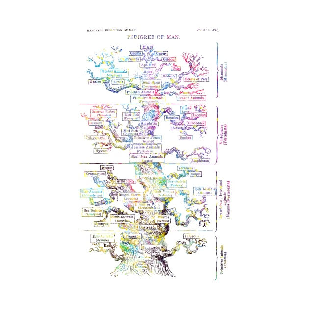 Haeckel's Evolution of Man by erzebeth