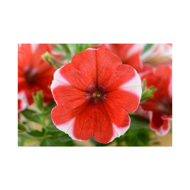 Petunia  &#39;Peppy Red&#39; by chrisburrows