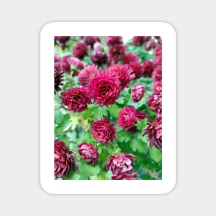 Red autumn asters Magnet