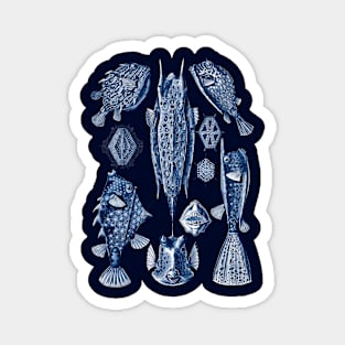 Ernst Haeckel Ostraciontes Navy Blue Magnet