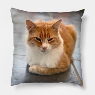 reverent young red-haired cat Pillow