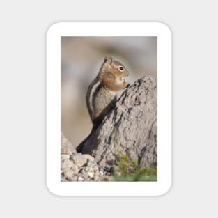 Cascade golden-mantled ground squirrel Magnet