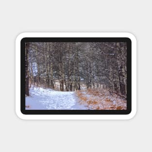 Winter Trail. Magnet