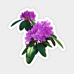 Lovely Pink Rhododendrons Magnet