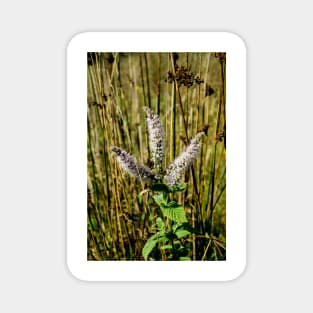 3142016 Wild flora Magnet