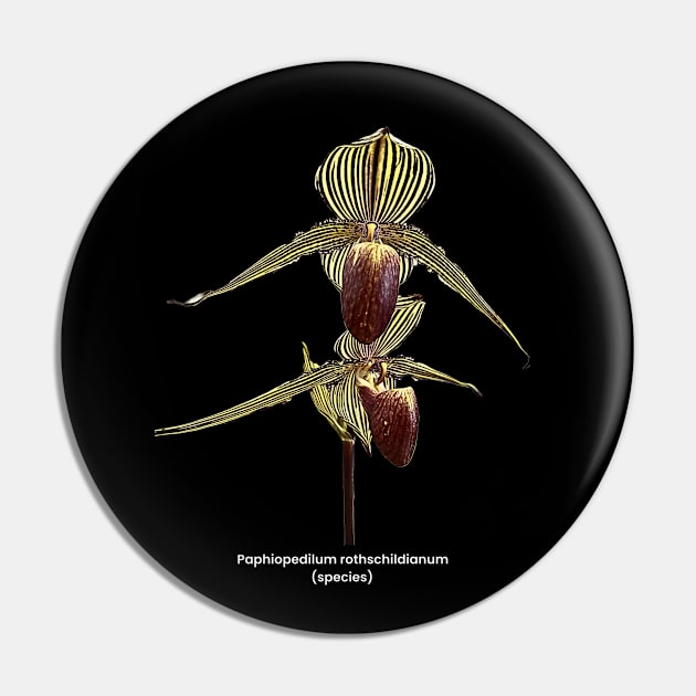 Paphiopedilum rothschildianum Pin by OrchidsInPrint