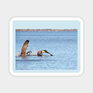 Canada Geese Pair No.1 Magnet