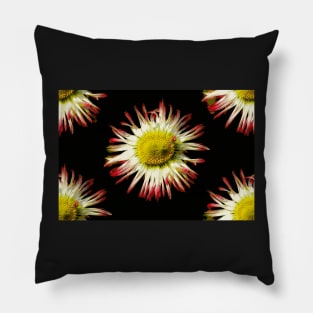 Daisies, Daisies Pillow