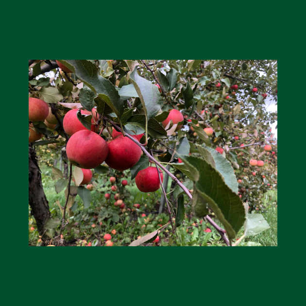 Apple Branch in the Apple Orchard by Humerushumor