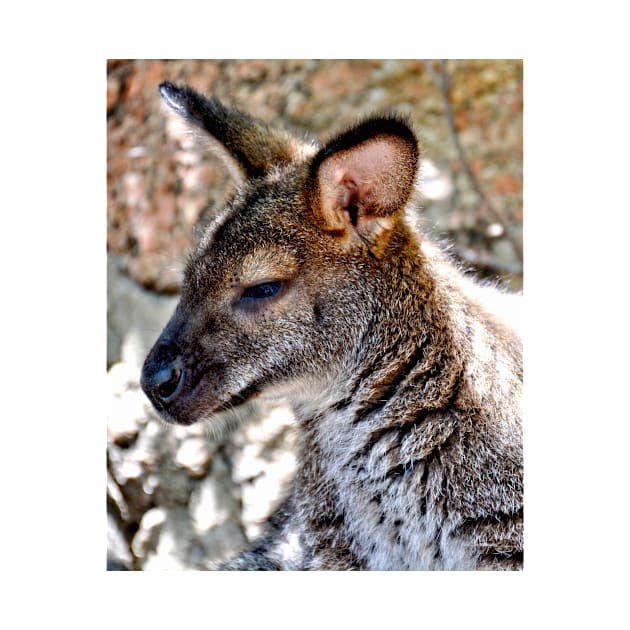 Wallaby by Scubagirlamy