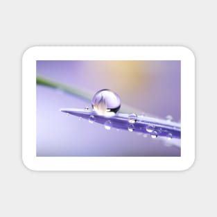 Water Drop Dewdrop Nature Serene Calm Magnet