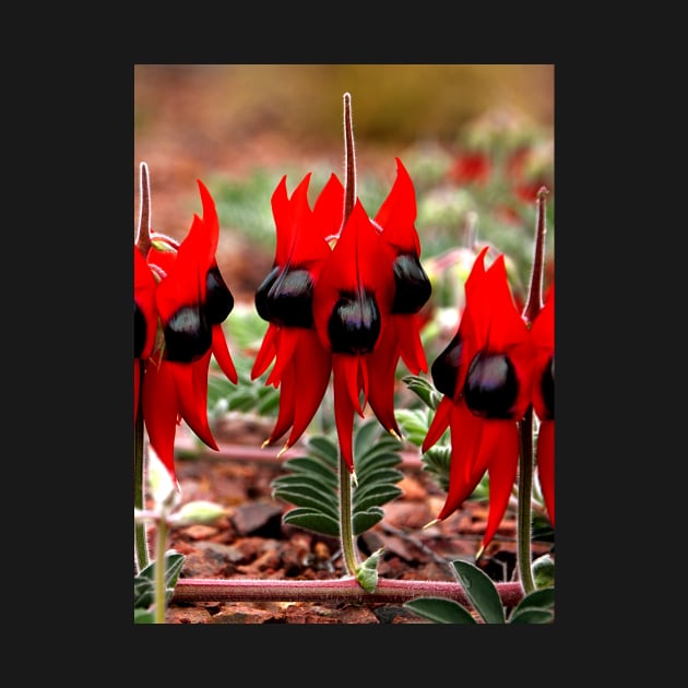 Spring in the Outback: Sturt's Desert Pea by Carole-Anne