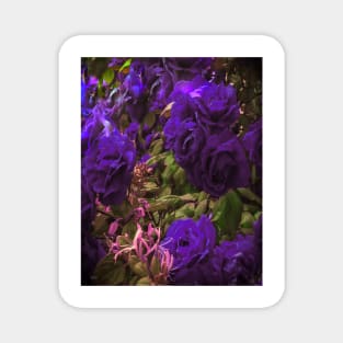 Blue roses - Flowers Magnet