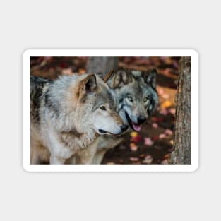 Timber Wolves Magnet