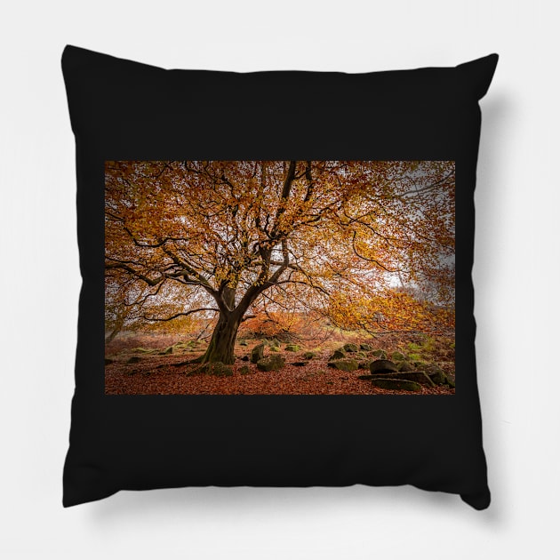 Beech Tree in Autumn Pillow by TonyNorth